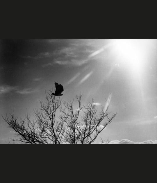 Le vol de l'oiseau