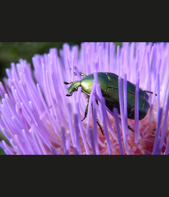 La brillante c&eacute;toine dor&eacute;e