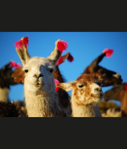La coquetterie des lamas