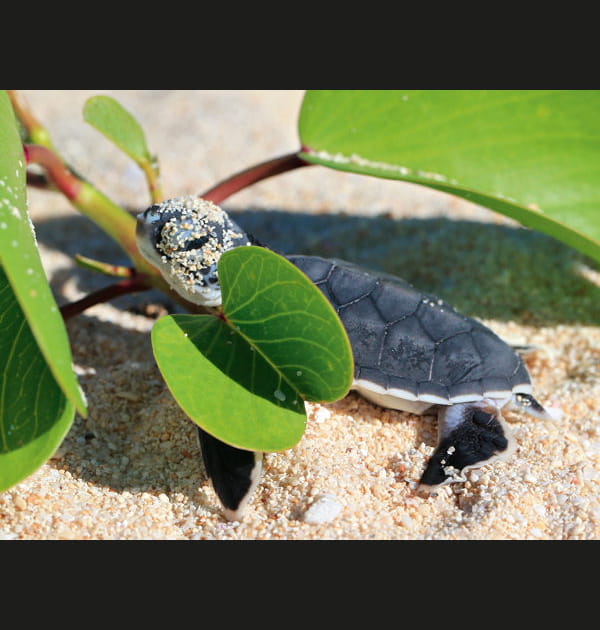 Tortue verte au sortir du nid