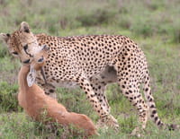 Tanzanie, la nature à l'état sauvage : La vie de famille