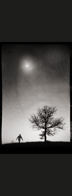 L'oiseau de nuit