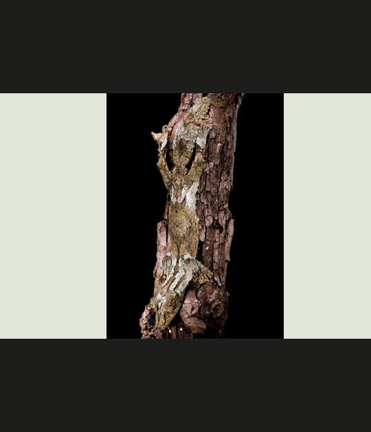 Le gecko Uroplatus sikorae