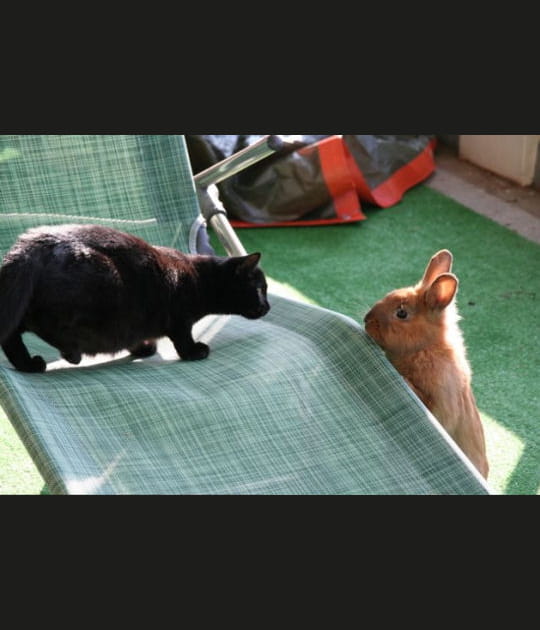 Entre chat et lapin