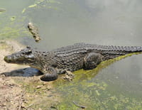 Nature fragile : Les zones humides