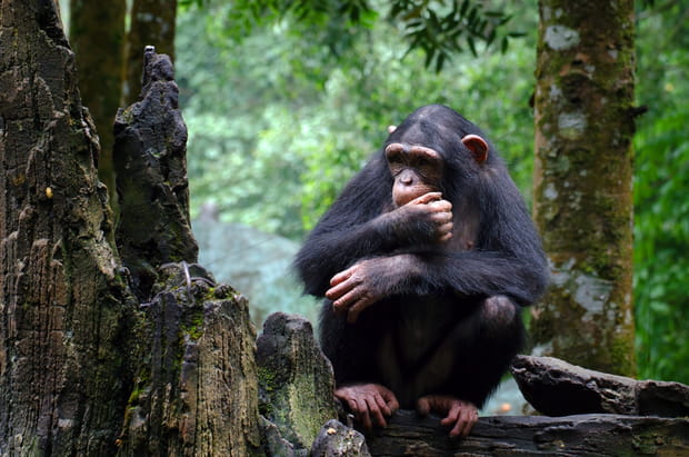 Réserve de Douala-Edéa : l'île aux singes