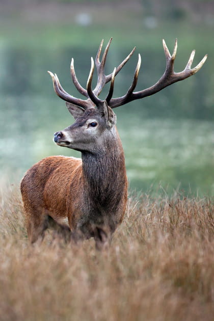 Les for&ecirc;ts de Sologne et ses cerfs