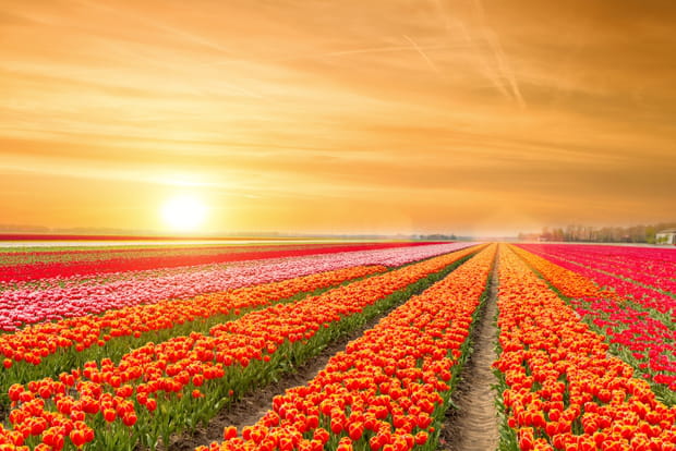 Survoler les champs de tulipe en hélicoptère
