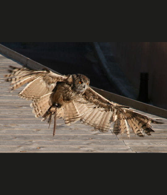 Le spectacle des rapaces