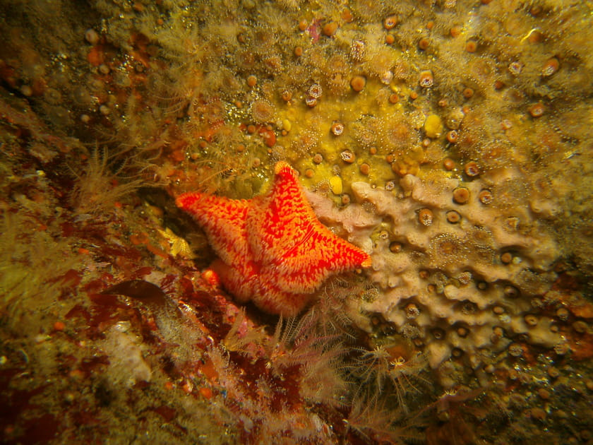Petite &eacute;toile de mer