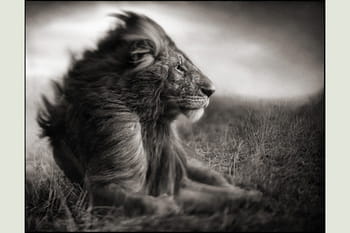 Portraits rapprochés d'animaux sauvages