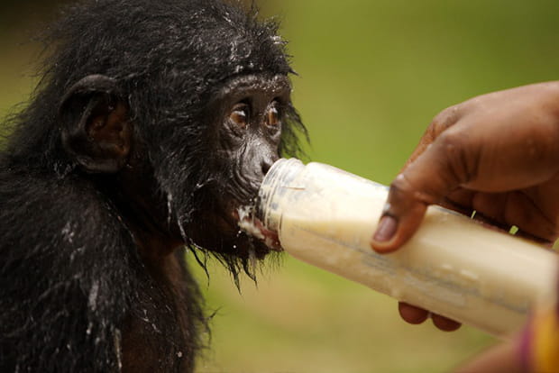 Le repas des petits singes