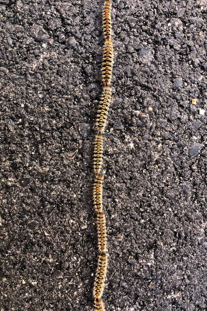 Soulager une piq&ucirc;re de chenille processionnaire