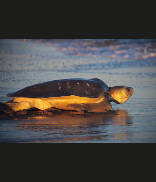 Les tortues en danger
