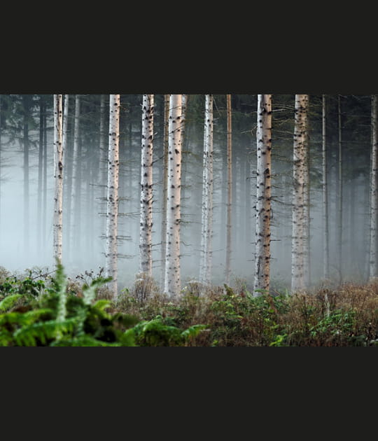 For&ecirc;t dans la brume