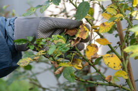 La premi&egrave;re &eacute;tape est &agrave; faire en novembre&nbsp;: vos rosiers n'auront plus de taches noires et pousseront mieux l'an prochain
