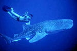 requin baleine