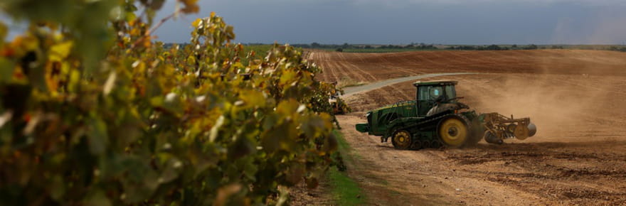 A la peine, les viticulteurs californiens abandonnent leurs vignes