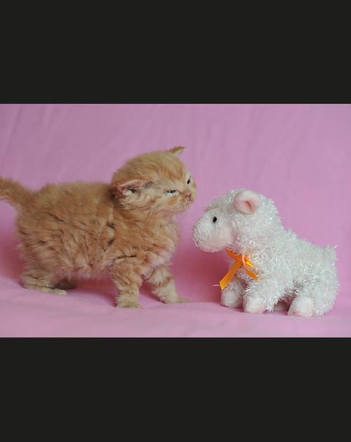 Rencontre avec un mouton