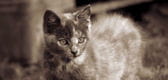 chat