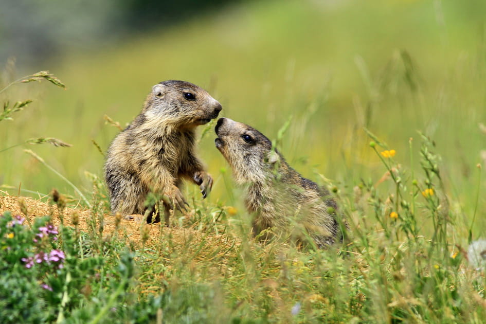 La marmotte dans le Mercantour