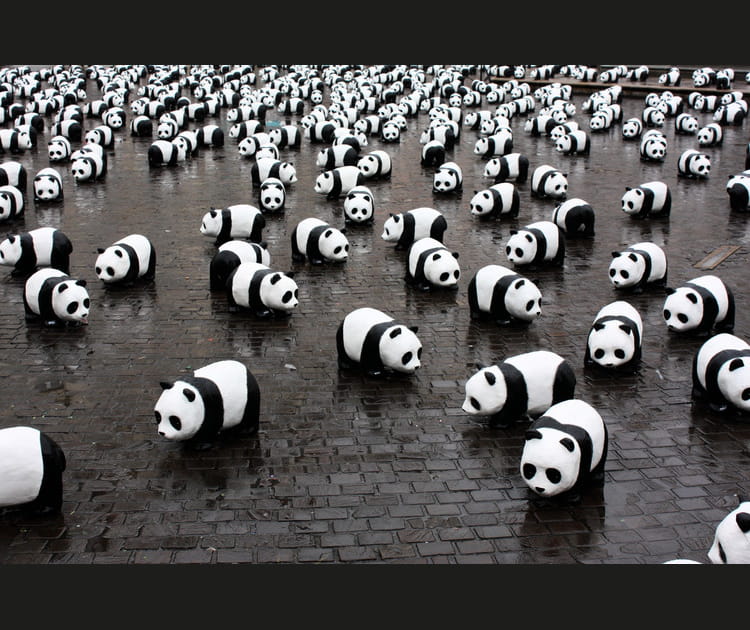 Des pandas dans la ville