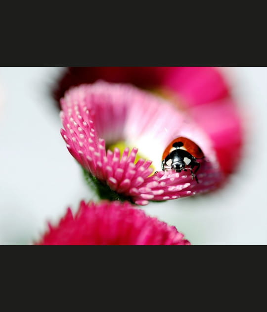 Bellis perennis