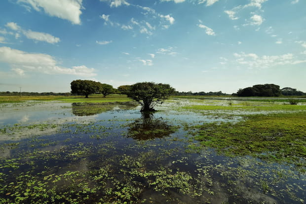 "Do Pantanal Matogrossense" : le joyau écologique du Brésil
