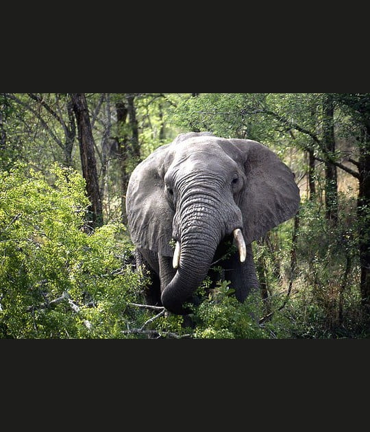 L'&eacute;l&eacute;phant