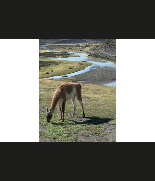 Pa&icirc;tre en toute tranquillit&eacute;