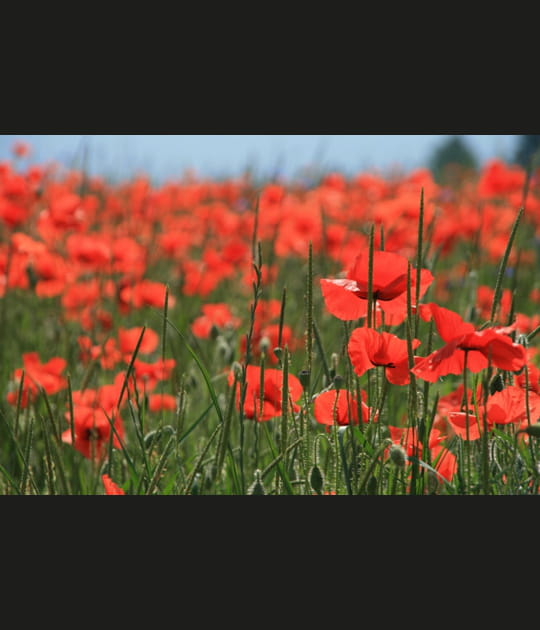 Champ de coquelicots