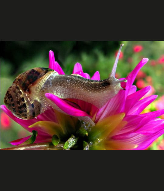Un escargot &eacute;clatant de beaut&eacute;