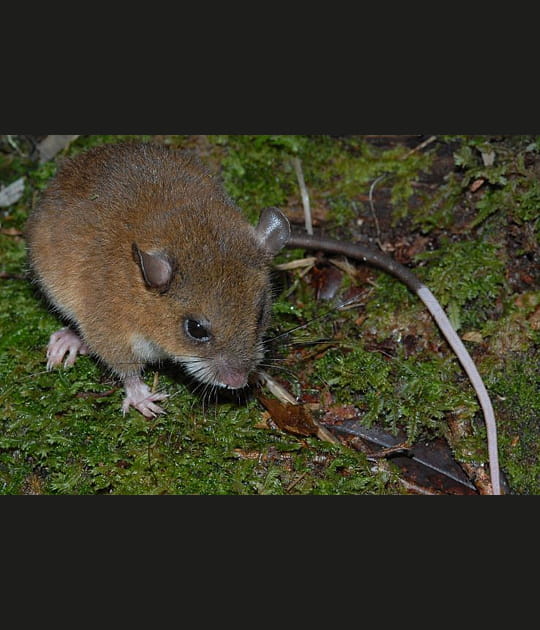 La souris arboricole