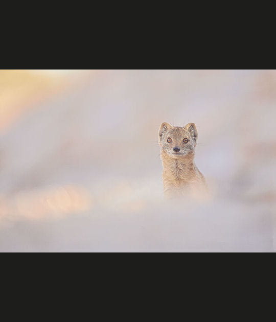 Le regard de la mangouste