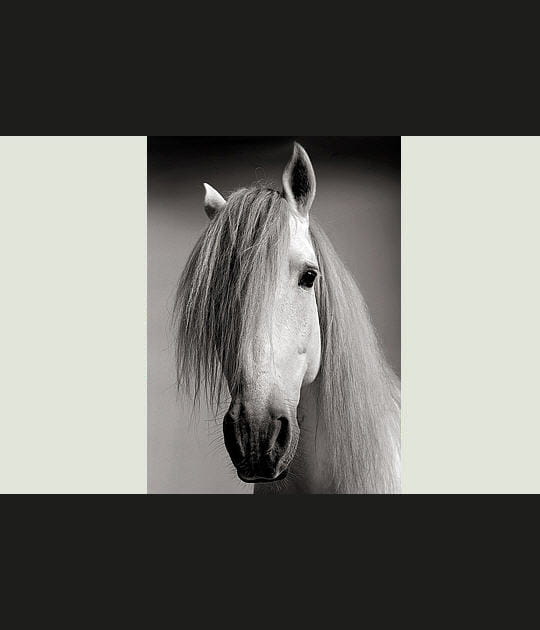 L'indiscipline d'Hidalgo