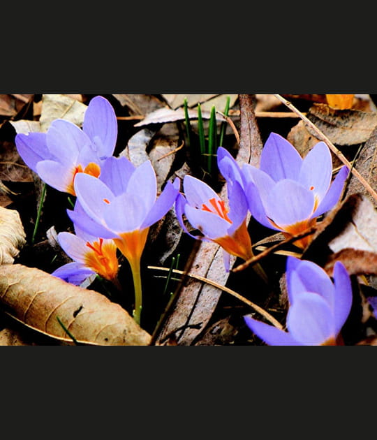 Les crocus sont l&agrave;