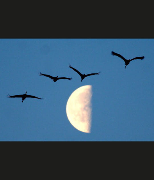 Des grues jusqu'&agrave; la nuit tomb&eacute;e