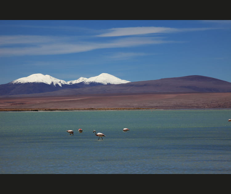 Le mythique Laguna colorada en Bolivie
