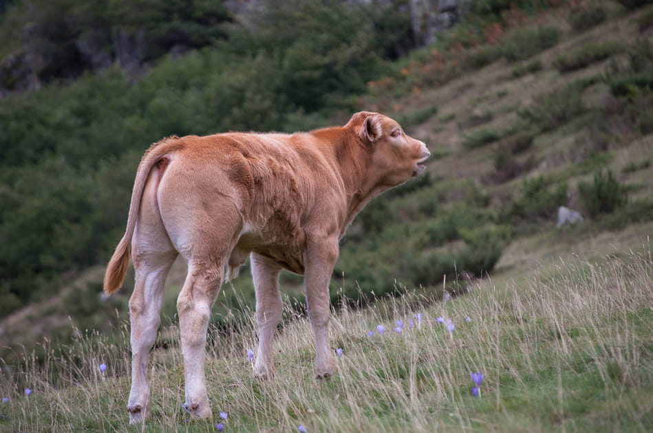 Vache b&eacute;arnaise