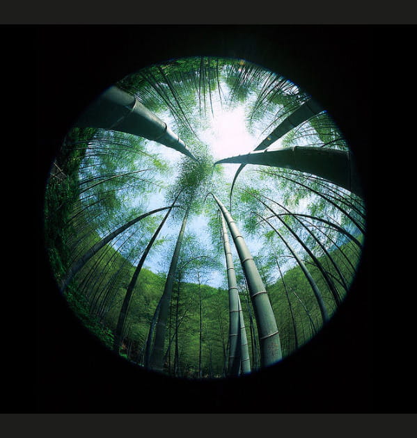 La for&ecirc;t de bambous