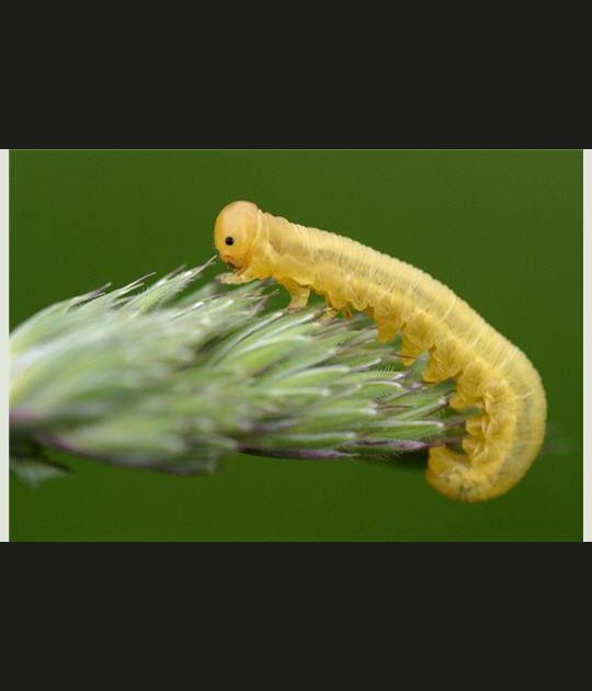 Chenille jaune