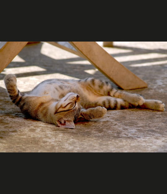 C'est dur la vie de chat&nbsp;!