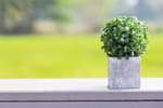 plante artificielle