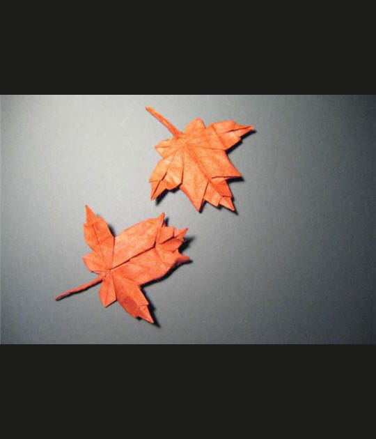 Feuilles d'&eacute;rable