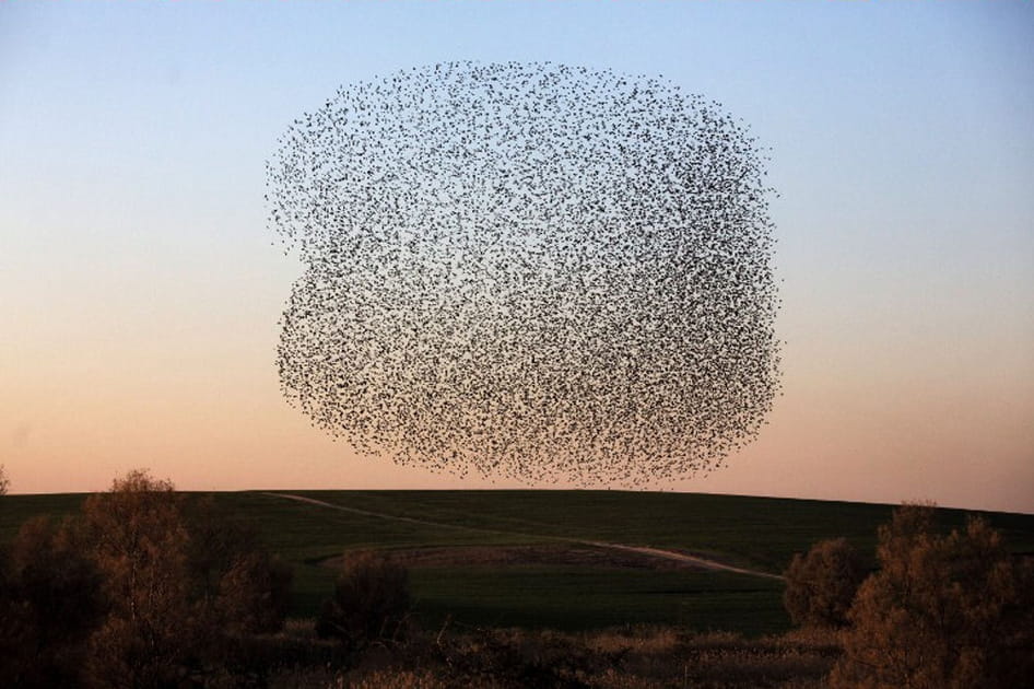 Danse du cr&eacute;puscule