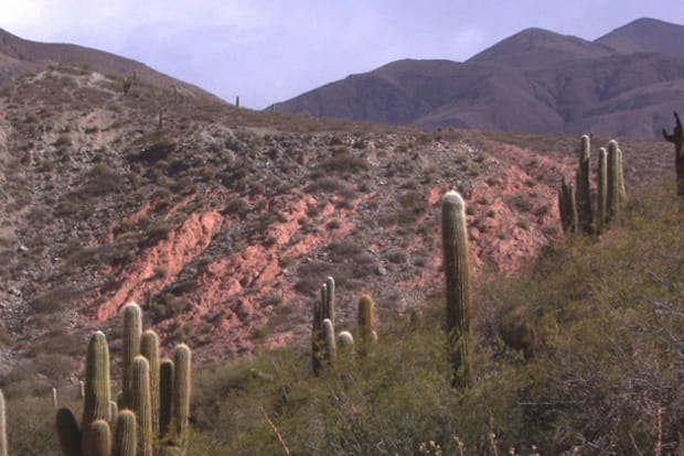 Le parc national de Cardones