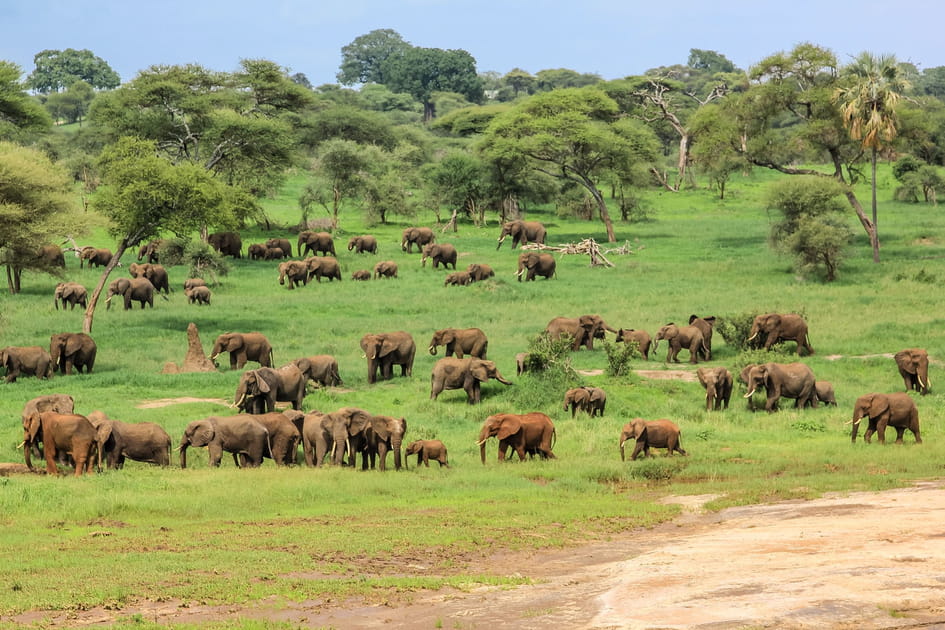 Le parc national de Tarangire en Tanzanie