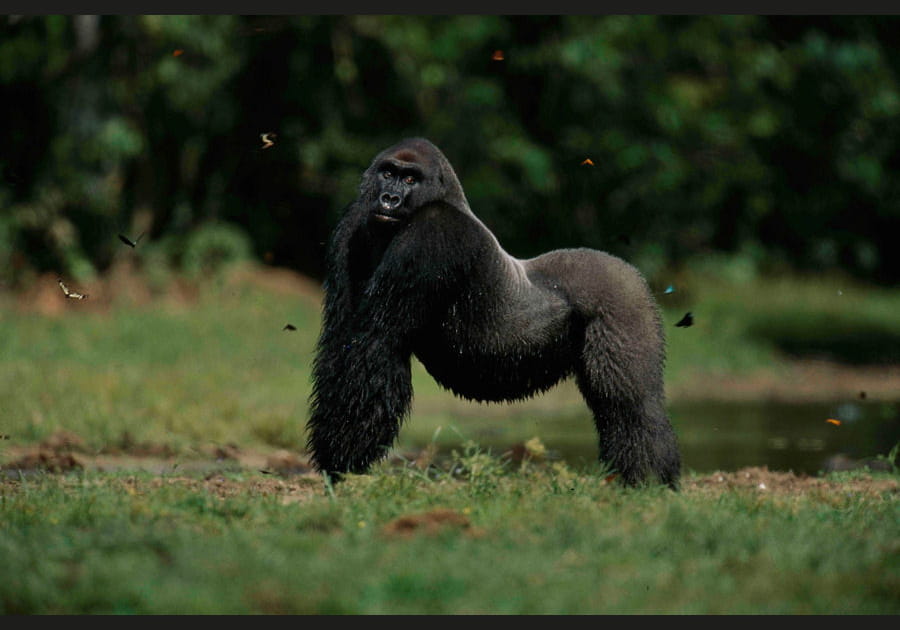 Gorille au garde-&agrave;-vous