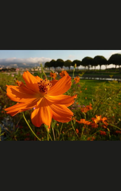 Fleurs et paysage
