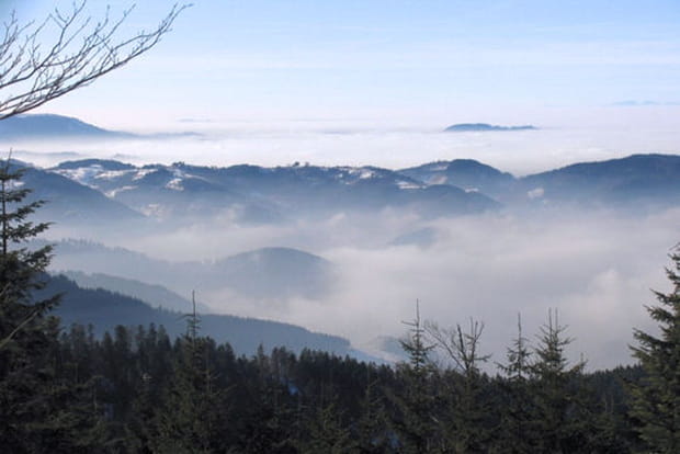 Au coeur de la forêt